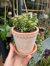 Load image into Gallery viewer, Crassula rupestris Tom Thumb / Buttons on a String
