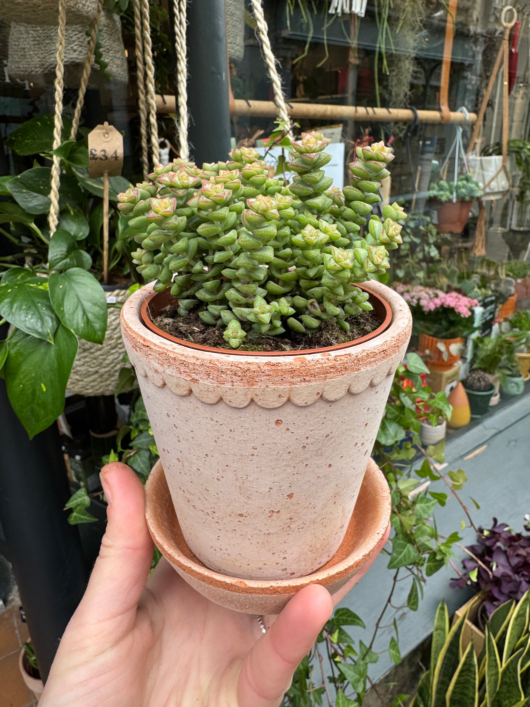 Crassula rupestris Tom Thumb / Buttons on a String