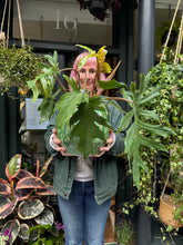 Load image into Gallery viewer, Philodendron mayoi / Tahiti Philodendron
