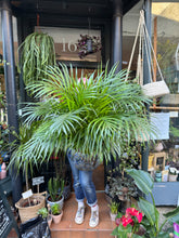 Load image into Gallery viewer, Dypsis lutescens / Areca Palm - *Local Delivery or Local Pick Up Only*
