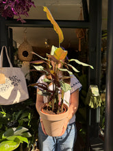 Load image into Gallery viewer, Calathea whitestar / Prayer Plant - *Local Delivery or Local Pick Up Only*
