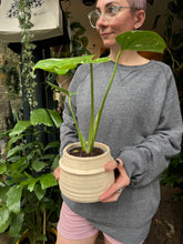Load image into Gallery viewer, Monstera Thai Constellation / Variegated Cheese Plant
