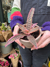 Load image into Gallery viewer, Cryptanthus bivittatus Elaine / Earth Star
