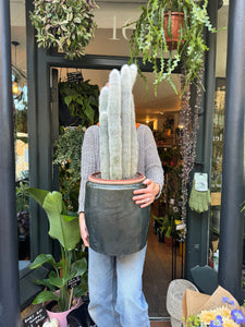 Cleistocactus strausii / Silver Torch / Wooly Torch - *Local Delivery or Local Pick Up Only*
