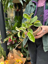 Load image into Gallery viewer, Hoya carnosa Krimson Queen / Wax Plant
