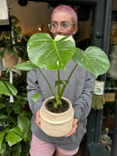 Load image into Gallery viewer, Monstera Thai Constellation / Variegated Cheese Plant
