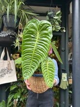 Load image into Gallery viewer, Anthurium veitchii / King Anthurium - *Local Delivery or Local Pick Up Only*
