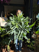 Load image into Gallery viewer, Phlebodium aureum / Blue Star Fern - 19cm Pot
