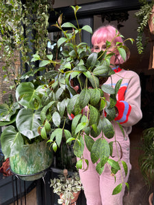 Aeschynanthus marmoratus / Lipstick Vine
