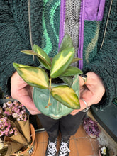 Load image into Gallery viewer, Hoya burtoniae Variegata / Wax Plant
