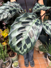 Load image into Gallery viewer, Calathea Helen Kennedy / Prayer Plant - *Local Delivery or Local Pick Up Only*
