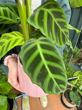 Load image into Gallery viewer, Calathea zebrina / Prayer Plant
