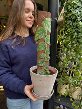 Load image into Gallery viewer, Monstera dubia / Shingle Plant
