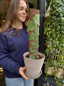 Monstera dubia / Shingle Plant