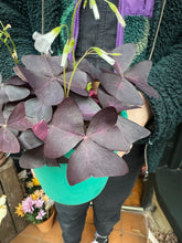 Load image into Gallery viewer, Oxalis triangularis / Purple Shamrock
