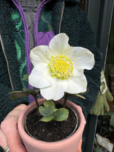 Load image into Gallery viewer, Helleborus niger Christmas Carol / Hellebore / Christmas Rose
