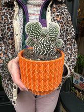 Load image into Gallery viewer, Opuntia microdasys Albispina / Bunny Ear Cactus
