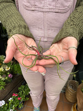 Load image into Gallery viewer, Tillandsia bulbosa / Bulbous Airplant
