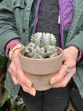 Load image into Gallery viewer, Euphorbia horrida / African Milk Barrel
