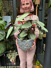 Load image into Gallery viewer, Ctenanthe setosa / Never Never Plant - *Local Delivery or Local Pick Up Only*
