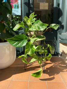 Epipremnum pinnatum Marble Queen 15cm Pot - Marbled Pothos