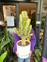 Load image into Gallery viewer, Euphorbia erytrea Variegata - *Local Delivery or Local Pick Up Only*
