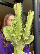 Load image into Gallery viewer, Euphorbia erytrea Variegata - *Local Delivery or Local Pick Up Only*
