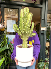 Load image into Gallery viewer, Euphorbia erytrea Variegata - *Local Delivery or Local Pick Up Only*
