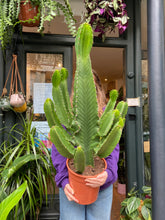 Load image into Gallery viewer, Euphorbia ingens  -  *Local Delivery or Local Pick Up Only*
