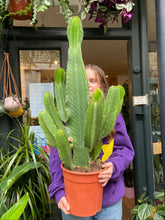 Load image into Gallery viewer, Euphorbia ingens  -  *Local Delivery or Local Pick Up Only*
