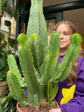 Load image into Gallery viewer, Euphorbia ingens  -  *Local Delivery or Local Pick Up Only*
