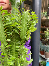Load image into Gallery viewer, Euphorbia trigona / African Milk Tree - *Local Delivery or Local Pick Up Only*
