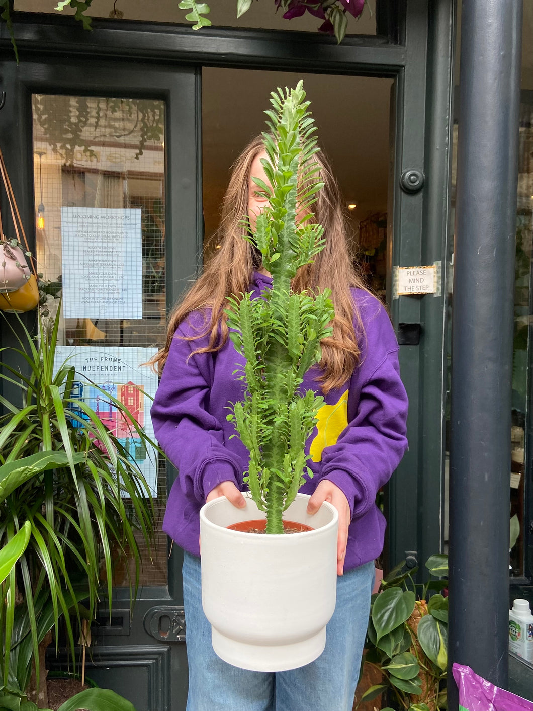 Euphorbia trigona / African Milk Tree - *Local Delivery or Local Pick Up Only*
