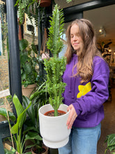 Load image into Gallery viewer, Euphorbia trigona / African Milk Tree - *Local Delivery or Local Pick Up Only*
