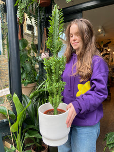 Euphorbia trigona / African Milk Tree - *Local Delivery or Local Pick Up Only*