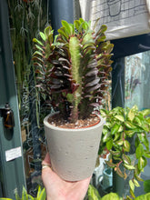 Load image into Gallery viewer, Euphorbia trigona Rubra / African Milk Tree
