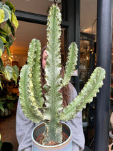 Load image into Gallery viewer, Euphorbia ingens Variegata -  *Local Delivery or Local Pick Up Only*
