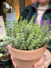 Load image into Gallery viewer, Crassula marnieriana / Worm Plant
