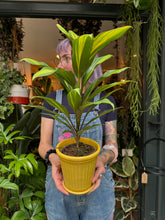 Load image into Gallery viewer, Cordyline fruticosa Kiwi / Ti Plant / Good Luck Plant
