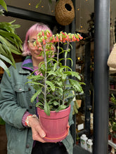 Load image into Gallery viewer, Kalanchoe Lucky Bells
