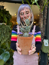 Load image into Gallery viewer, Tephrocactus articulatus Papyracanthus / Paper Spine Cactus
