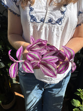Load image into Gallery viewer, Tradescantia Pink Paradise / Inch Plant - 6cm Pot
