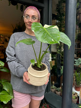 Load image into Gallery viewer, Monstera Thai Constellation / Variegated Cheese Plant
