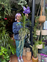 Load image into Gallery viewer, Hanging Vanda Orchid - Mixed Flower Colours
