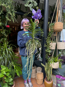 Hanging Vanda Orchid - Mixed Flower Colours