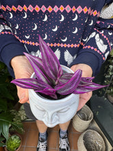 Load image into Gallery viewer, Tradescantia Pink Paradise / Inch Plant - 6cm Pot
