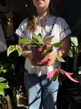 Load image into Gallery viewer, Hoya flamingo Dream / Wax Plant
