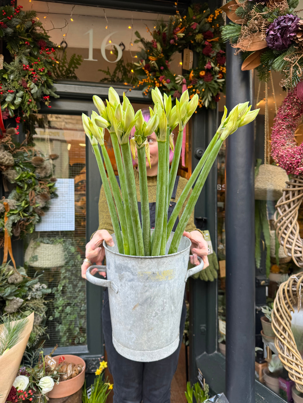Amaryllis Costa Blanca / White Hippeastrum - Price Per Stem