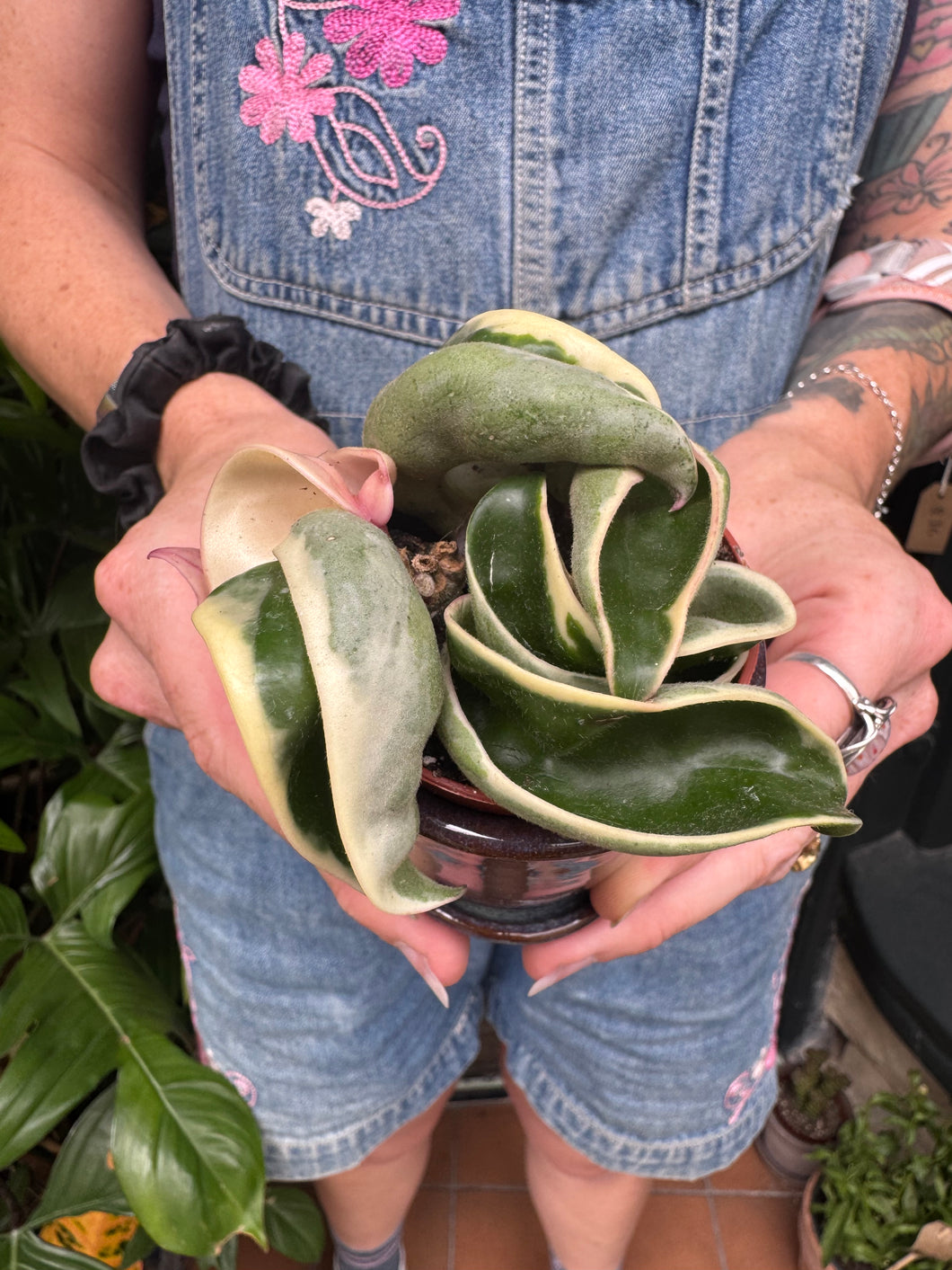 Hoya carnosa Compacta Variegata / Variegated Hindu Rope Wax Plant