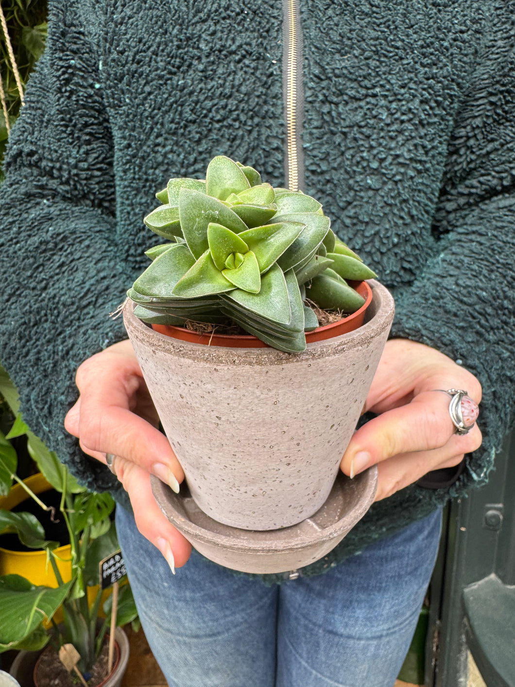 Crassula Spring Time